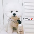 오영산업 | [비숑 베이맥스] 애견샴푸 &#39;휘슬&#39; 사용 후기!