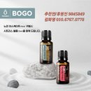 테라블룸 네이버블로그
