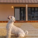 댕댕별숲 애견독채펜션 이미지