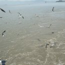 외포리선착장 이미지