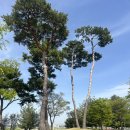 그늘막122 | [청주] 청주 문암생태공원 튤립 상황 봄기운가득🌷🌷 튤립축제 4월 꽃구경