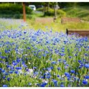 대송공원 이미지