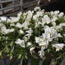 터미널여인숙 이미지