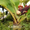 솔향수목원(전시온실) 이미지