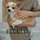 꽃단장하개 | 미사애견미용 하남애견미용 꽃단장하개 미용 후기