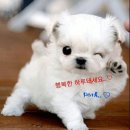 요로코롬 이미지