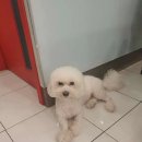 회원종합동물병원 이미지