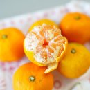 효돈농업협동조합 | 온브릭스 노지 감귤 비교 불로초 vs 효돈농협