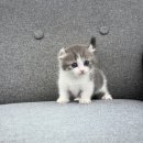 댕냥구리 강아지분양 고양이분양 구리본점 이미지