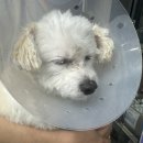 리본동물의료센터 이미지