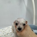 베베애견유치원 네이버블로그