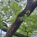 산청(통영) 이미지