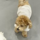 커몬댕댕 광주애견유치원&애견호텔 이미지