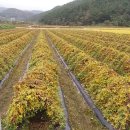 황혼농장 이미지