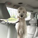 네버슬립독 이미지