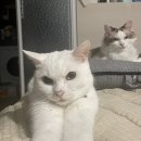 바스텟고양이병원 네이버블로그