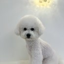 아르펫살롱 이미지