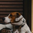 라파엘 동물병원 이미지