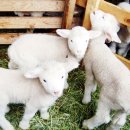 나실목장 이미지