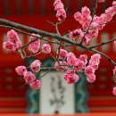 순천 탐매마을 홍매화 여행 가이드 🌸 : 개화 시기(3월), 방문 꿀팁, 주차 정보, 추천 명소