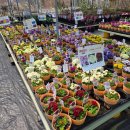 봄꽃에서첫눈까지 | 남사화훼단지 꽃구경 정다운묘목농원 봄꽃과 묘목 추천 방문기