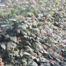 만인농장 이미지