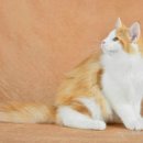 Gaudeas Cattery 네이버블로그