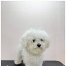 포근푸근 | 군산에서 강아지 미용 찾는다면? 군산애견미용 포근푸근 솔직후기