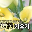 카라꽃 부케 카라꽃말 카라구근 키우기 물주기 꽃피우는 법 이미지