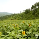 해바라기 축제 이미지