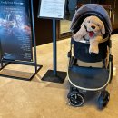 N호텔 | 오크우드프리미어인천 오크레스토랑 주말 방문 N번째 후기 가성비 호텔 뷔페 추천