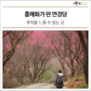 진달래먹고물장구치고 이미지