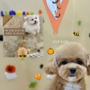 부산애견호텔 24시 강아지 유치원 미용 도그드림 서면점 이미지