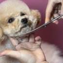 브라비 펫케어 이미지