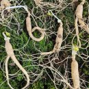 영덕농장 이미지