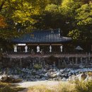 수천어머니경로당 | 마음을 바꾸는 위인들의 한마디 74 - 콧구멍 없는 소 - 명언 한 알