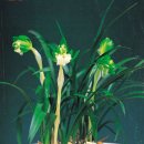 소월(素月) 이미지