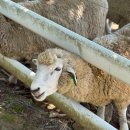 동선2목장 | 남해 아이랑 가볼만한곳 앙마르뜨언덕 양떼목장 솔직 후기