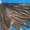 바다&장어 이미지