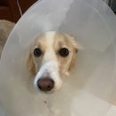 길동물병원 | 강아지 꼬리 찢어짐｜수원 동물병원 다녀온 후기