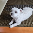 GH지압침대 신평점 이미지