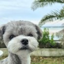 슬라롬 | 군산 휴게소 서해안고속도로 서울방향 반려견놀이터 애견동반