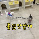사하구 다송로 72번길 | 부산사하구 다대포 실내애견카페 꽃길만걷개