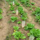 원소농장 이미지