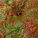 맛나김치 이미지