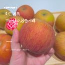 청송외갓집 | [한입가득 부사사과] 꿀 가득 청송사과 선별된 프리미엄 고당도사과