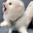 마레하우스