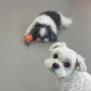 하이까미 이미지