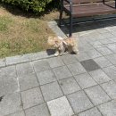 뭉개뭉개 | 수원 인계동 뭉개뭉개에서 말티푸 미용한 후기(말티푸 배냇미용)