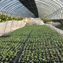 힘차게농장 이미지